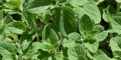 When To Harvest Oregano - Own The Garden