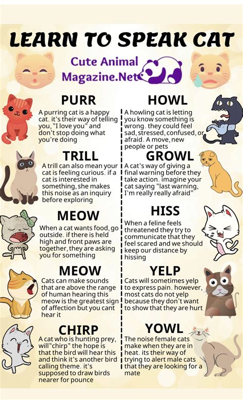 A Cat Lingo Guide R Coolguides