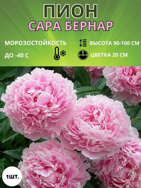 Пион махровый, корень саженец для посадки купить на OZON по низкой цене ...