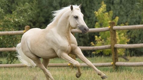 Running Horses Wallpaper 63 Images