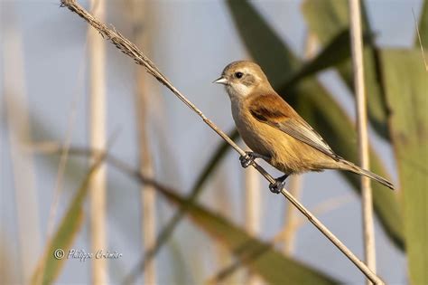 Rémiz Penduline Eurasian Penduline Tit Philippe Flickr