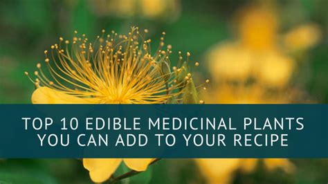 Top 10 Edible Medicinal Plants You Can Add To Your Recipe Panlasang