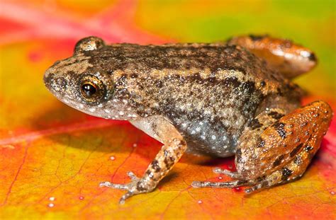 Aldi Süd Mann entdeckt im Salat lebenden Frosch Panorama