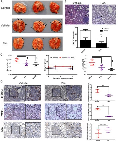 Pec Inhibited Breast Tumor Metastasis To The Lungs 2×10 5 4t1 Cells