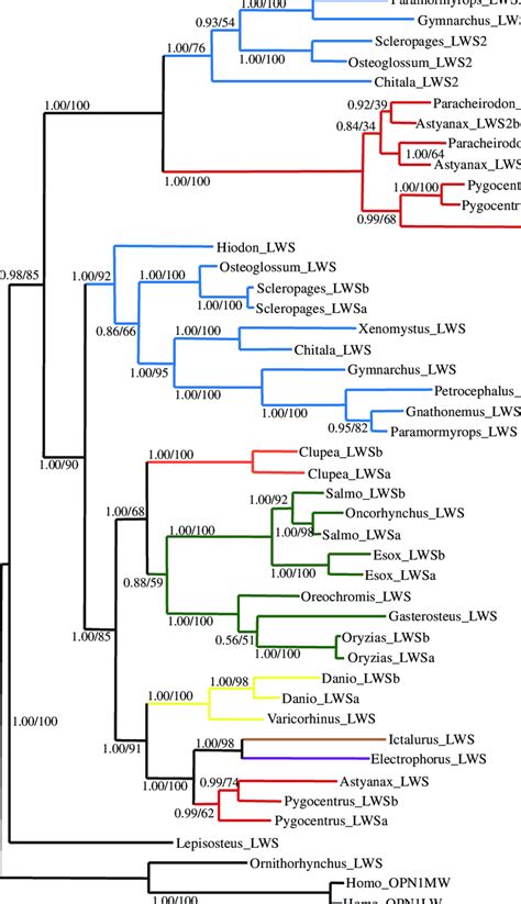 Gene Tree For Teleost Long Wavelength Sensitive LWS And LWS2 Cone