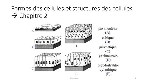 SOLUTION Chapitre 1 La Cellule Studypool