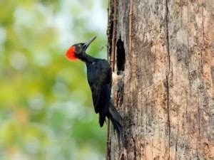 How Fast Does a Woodpecker Peck?
