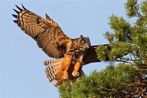 Eagle Owl - Bubo bubo - (Linnaeus, 1758)