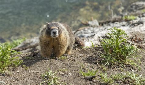 Marmot Day « TravelJapanBlog.com