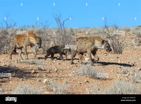 Spotted Hyena Crocuta Crocuta Clan With Juvenile Walking Through The