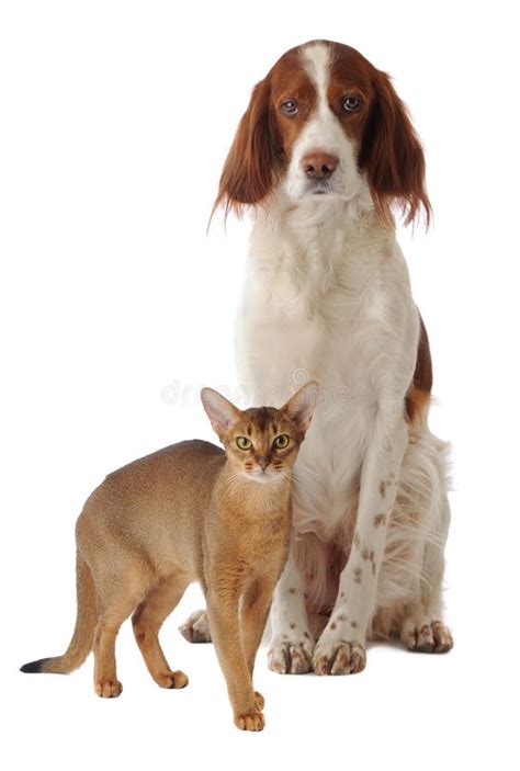 Katze Und Hund Und Hamster Stockbild Bild Von Reinrassiger 114280401