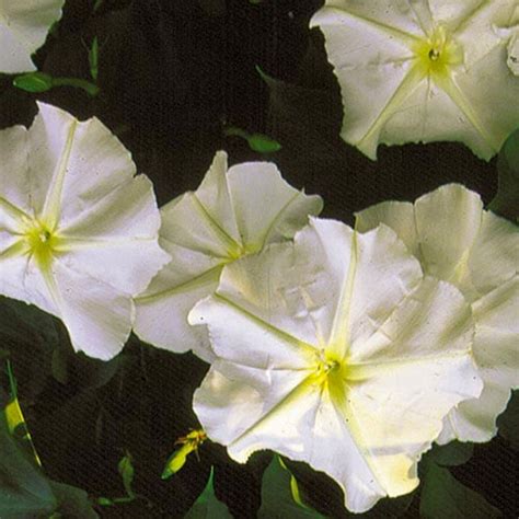 Moonflower Seeds | Planet Natural