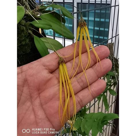 Orchid Bulbophyllum Thiurum Shopee Malaysia