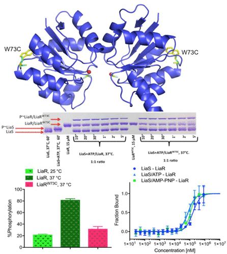 Two Mutations Commonly Associated With Daptomycin Resistance In Enterococcus Faecium Liast120a