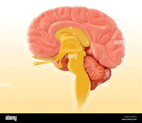 Sagittal Brain Hi Res Stock Photography And Images Alamy