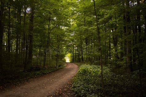 Young Maple Forest Ground Road Between Trees Maple Syrup Forest