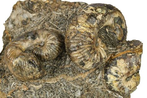 Three Cretaceous Fossil Heteromorph Scaphites Ammonites Utah