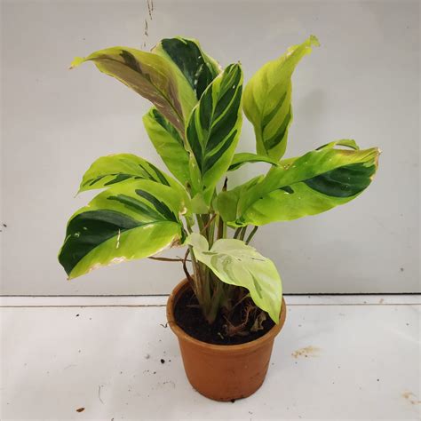 Calathea Louisae Thai Beauty Nursery Buy