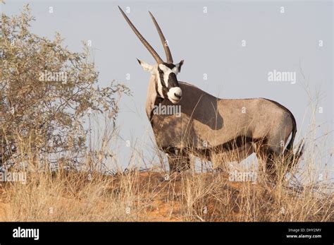 Gemsbok On A Red Dune In The Kalahari Desert Stock Photo Alamy