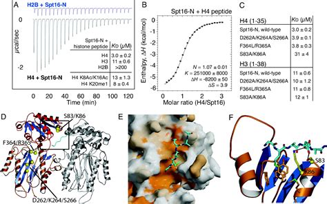 The Fact Spt16 “peptidase” Domain Is A Histone H3h4 Binding Module Pnas