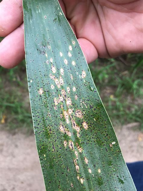 Wheat Petes Word July Lodged Cereals Headland Trouble Tar Spot