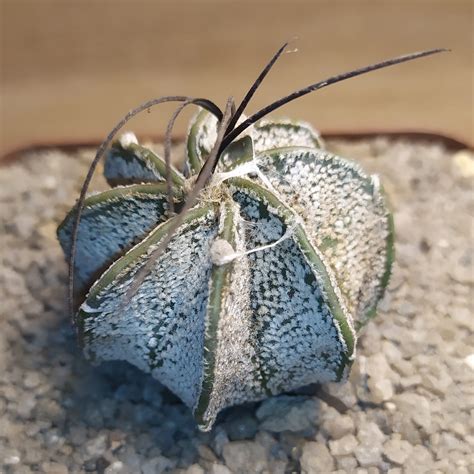 Astrophytum Capricorne Major Cactus Shop