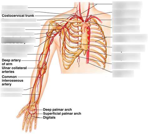 Arteries Of Upper Limb Diagram Quizlet