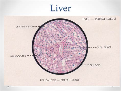 Histology of gastrointestinal tract