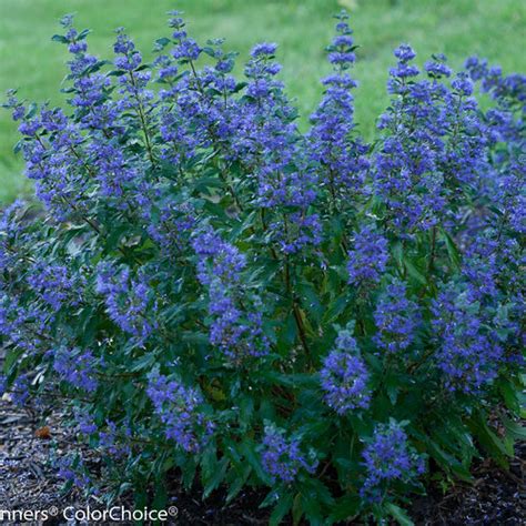 Beyond Midnight Bluebeard Caryopteris X Clandonensis Garden