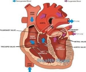 Heart Murmurs (Abnormal Heart Sounds) Types, Causes, Symptoms ...