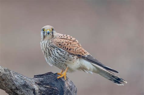 Premium Photo Common Kestrel European Kestrel Eurasian Kestrel Or Old