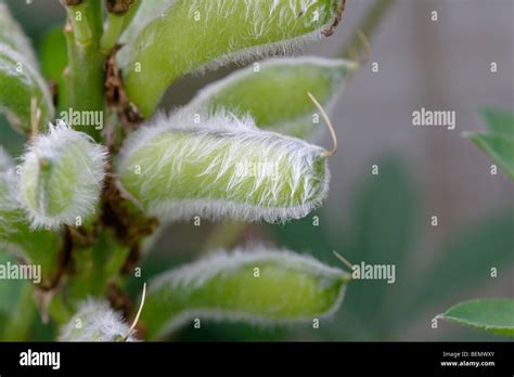 Lupinus Lupin Seed Pods England Uk Stock Photo Alamy