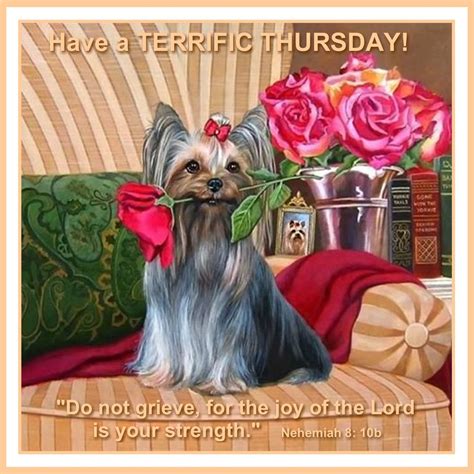 Pin By Rosa Well On Thursday Blessings Yorkie Yorkshire Terrier