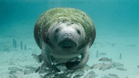 Manatee Wallpapers Top Free Manatee Backgrounds Wallpaperaccess