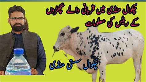 Chakwal Mandi Me Qurbani Wale Bachron Ke Rates Ke Complete Information