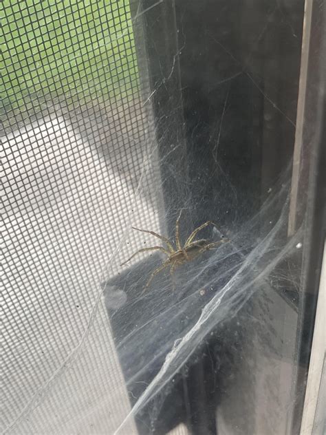 What Kind Of Spider Is This Illinois Rwhatbugisthis