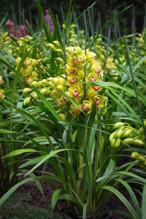 23 Types of Green Flowers | Green Flower Names