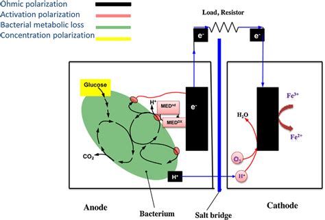 Illustrative Representation Of Bioelectrochemical Processes In