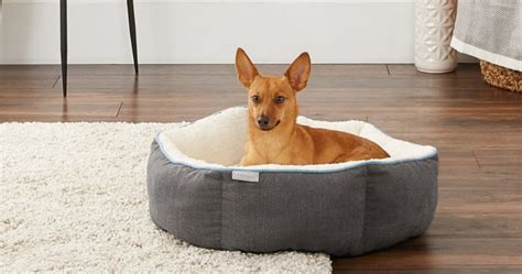 50% Off Pet Beds, Treats & More + Free Shipping at Chewy.com