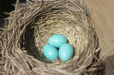 Robin Bird'S Nest - Free photo on Pixabay - Pixabay