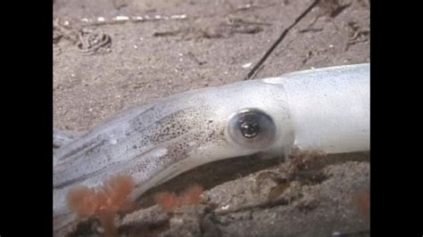 Market Squid Doryteuthis Opalescens Youtube