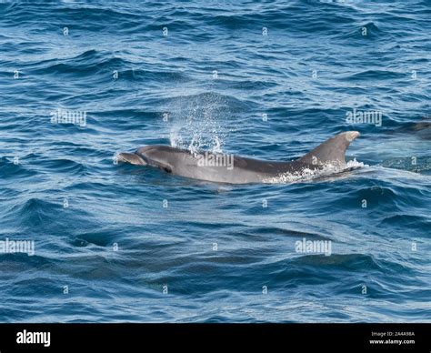 Bottlenose Dolphin In The Straits Of Gibraltar Stock Photo Alamy