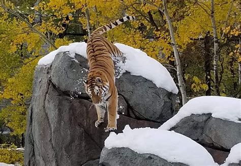 Assiniboine Park Zoo re-opens, recovering from snow storm - Winnipeg | Globalnews.ca