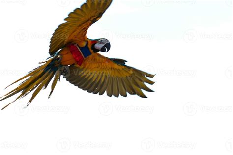 blurred colorful macaw parrot flying in bright blue sky background ...