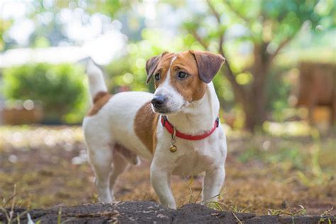 Jack Russell Terrier Dog Breed Characteristics And Care