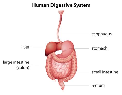 Sistema Digestivo Humano Vetor Premium 3344 The Best Porn Website