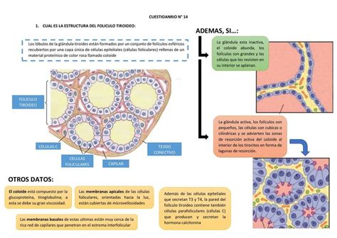 Estructura del Folículo Tiroideo Yodación de la Tiroglobulina y Más