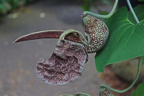 Aristolochia Braziliensis Burgers Bush Aristolochia Braz Flickr