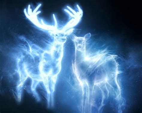 Expecto Patronum What Is Your Patronus Harry Potter Amino