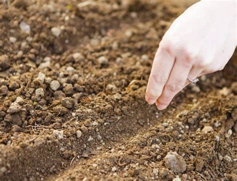 Капуста под зиму: плюсы и минусы метода, срок и технология посадки